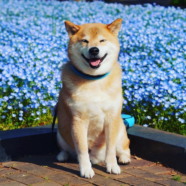 marutaro— 日本超人气柴犬「丸太郎」